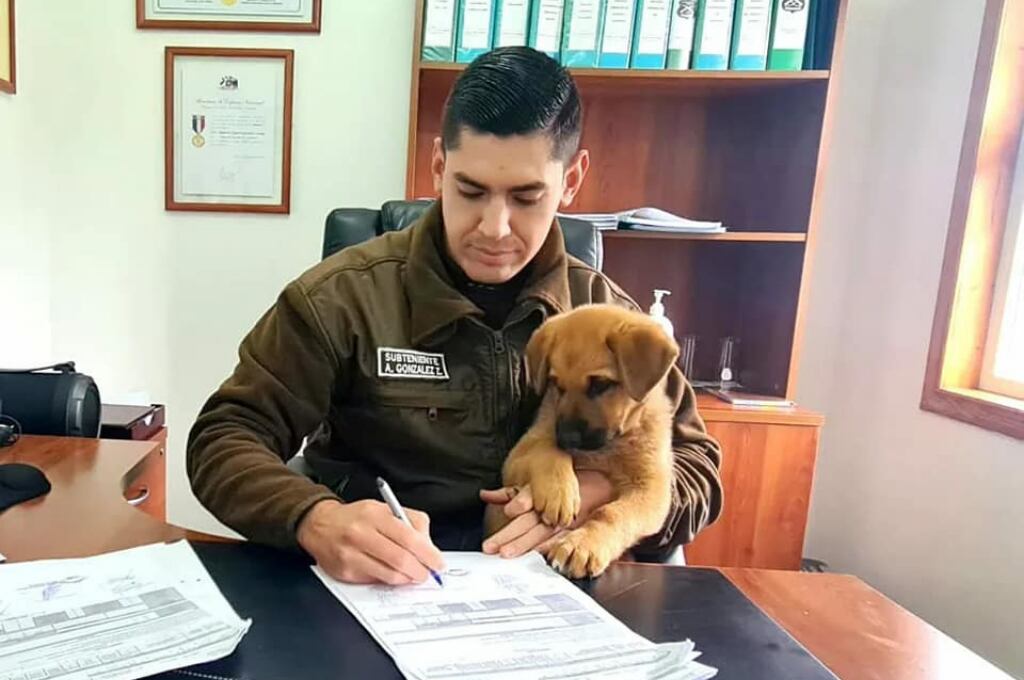 Carabineros adopta perro en Puerto Varas