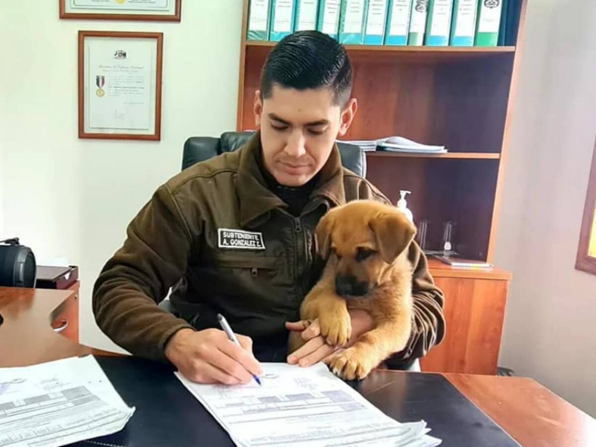 Puerto Varas: Carabineros adoptaron a un cachorro abandonado y lo bautizaron Thor