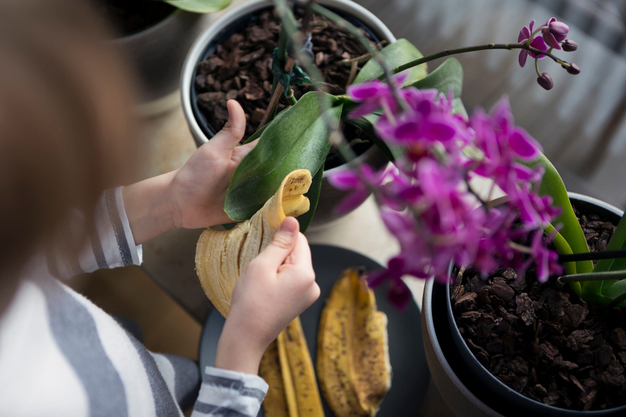 5 maneras de utilizar las cáscaras de plátano día a día (y que probablemente no sabías)