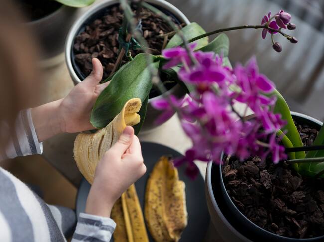 5 maneras de utilizar las cáscaras de plátano día a día (y que probablemente no sabías)