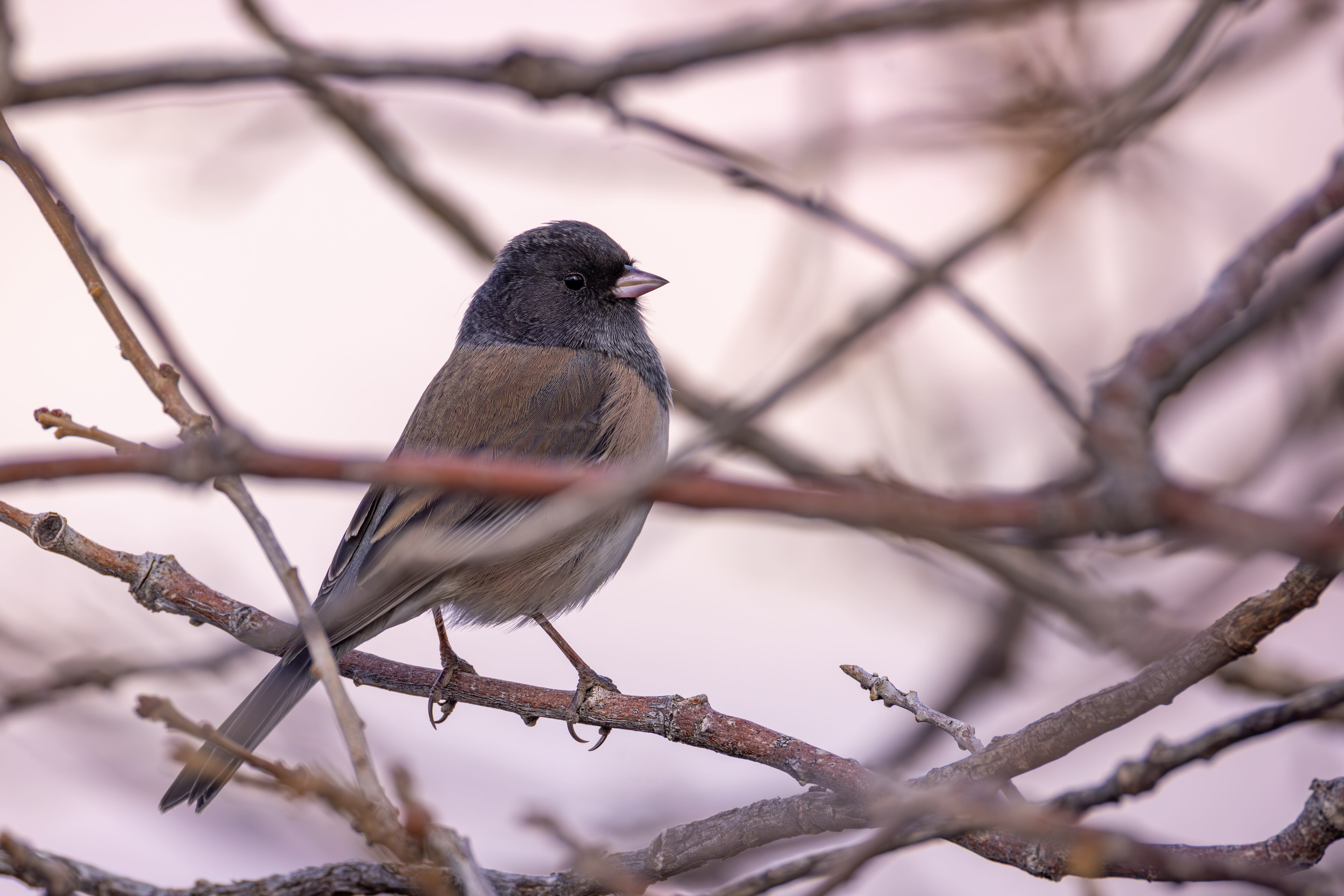 Junco hyemalis