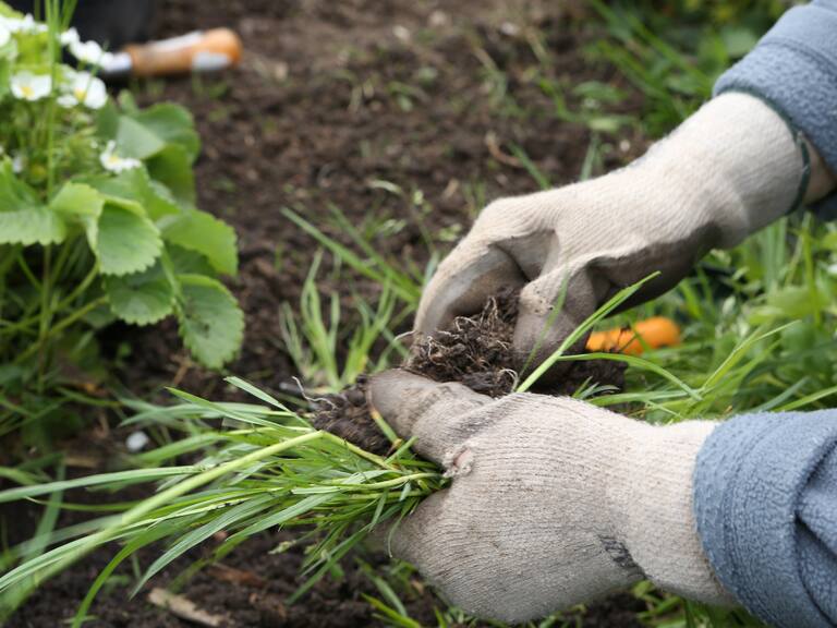 Esta es la planta considerada “maleza” que tiene una serie de desconocidos beneficios para la salud y la agricultura