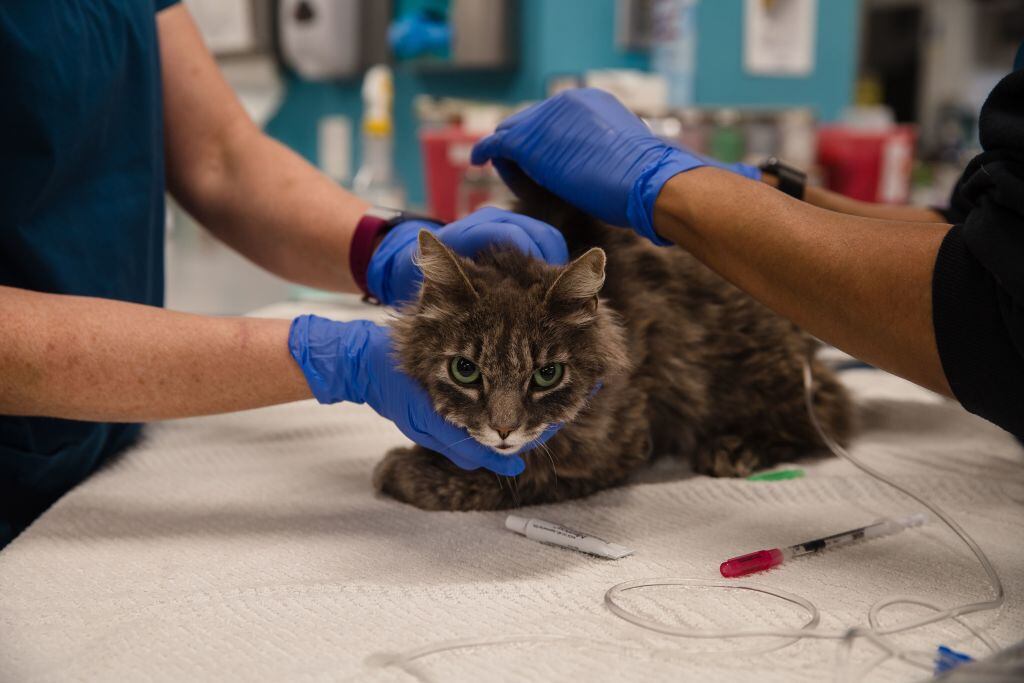 Un felino atendido durante la pandemia en EEUU