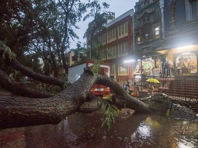 Un árbol colapsó en medio de la calle en Bombay