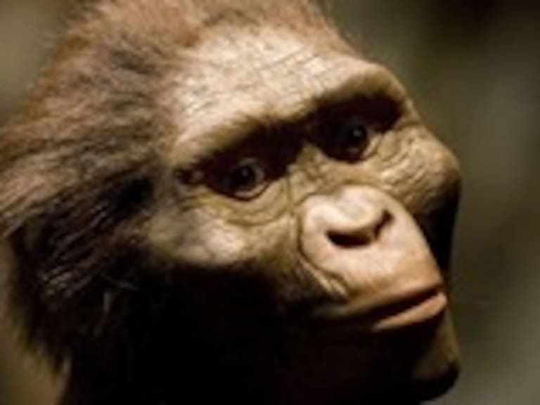 Lucy: La Australopithecus que explica la evolución del ser humano