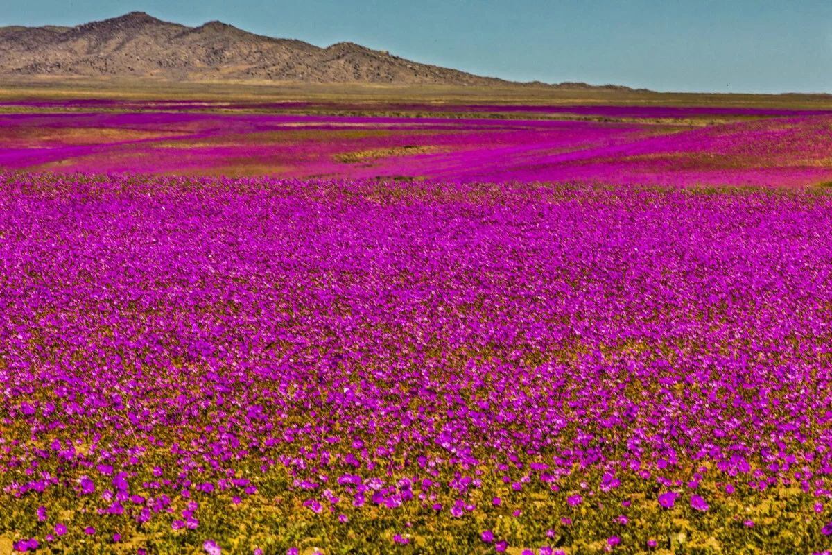 Valle del Huasco y Cetáceos del Desierto: los destinos imperdibles de la región de Atacama en pleno Desierto Florido