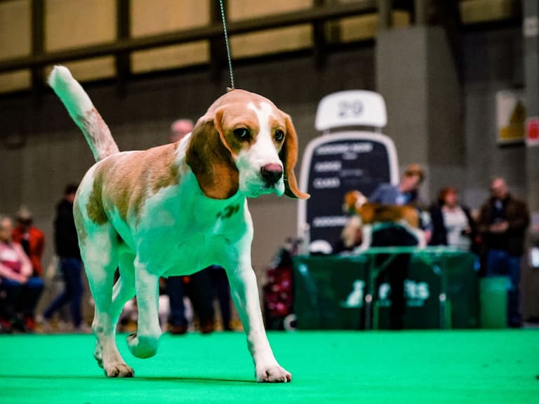 Científicos crean perros autistas para estudiar el trastorno: ¿Por qué eligieron a este animal para el estudio?