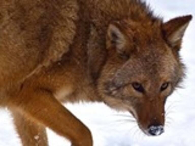 Coyote-Lobo: Nueva especie animal se desarrolla en el noreste de EEUU