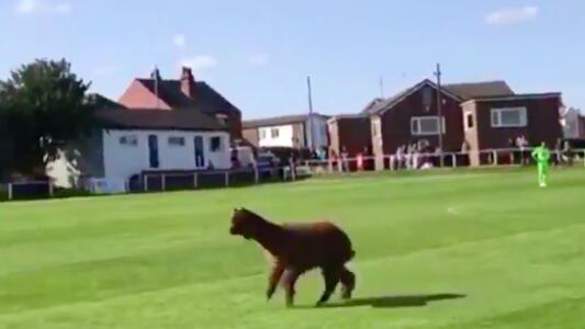 Alpaca invadió el campo de juego y obligó a