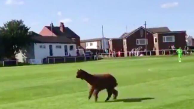 Alpaca invadió el campo de juego y obligó a