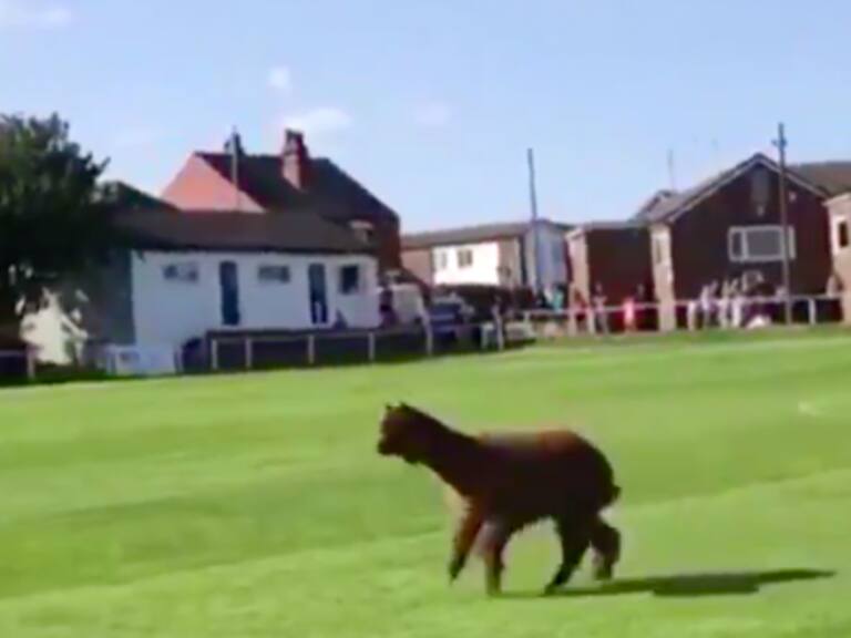Alpaca invadió el campo de juego y obligó a