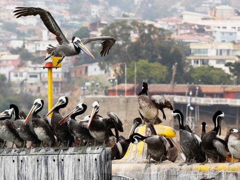Senapred mantiene Alerta Temprana Preventiva en Coquimbo por evento zoosanitario