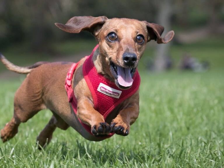 Día Mundial del Perro: Estos son los tiernos compañeros de nuestros auditores