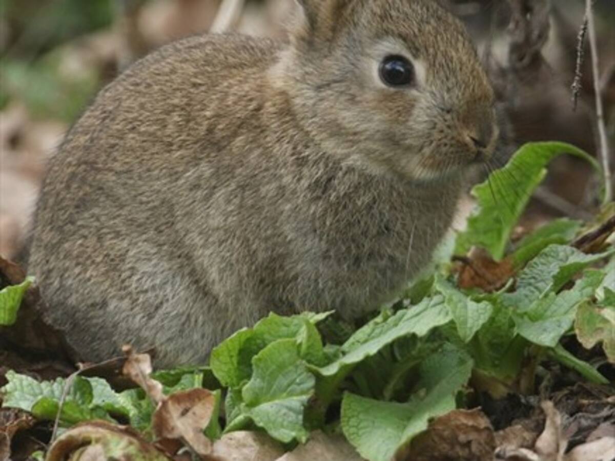 WWF comunicó que el conejo está en peligro de extinción