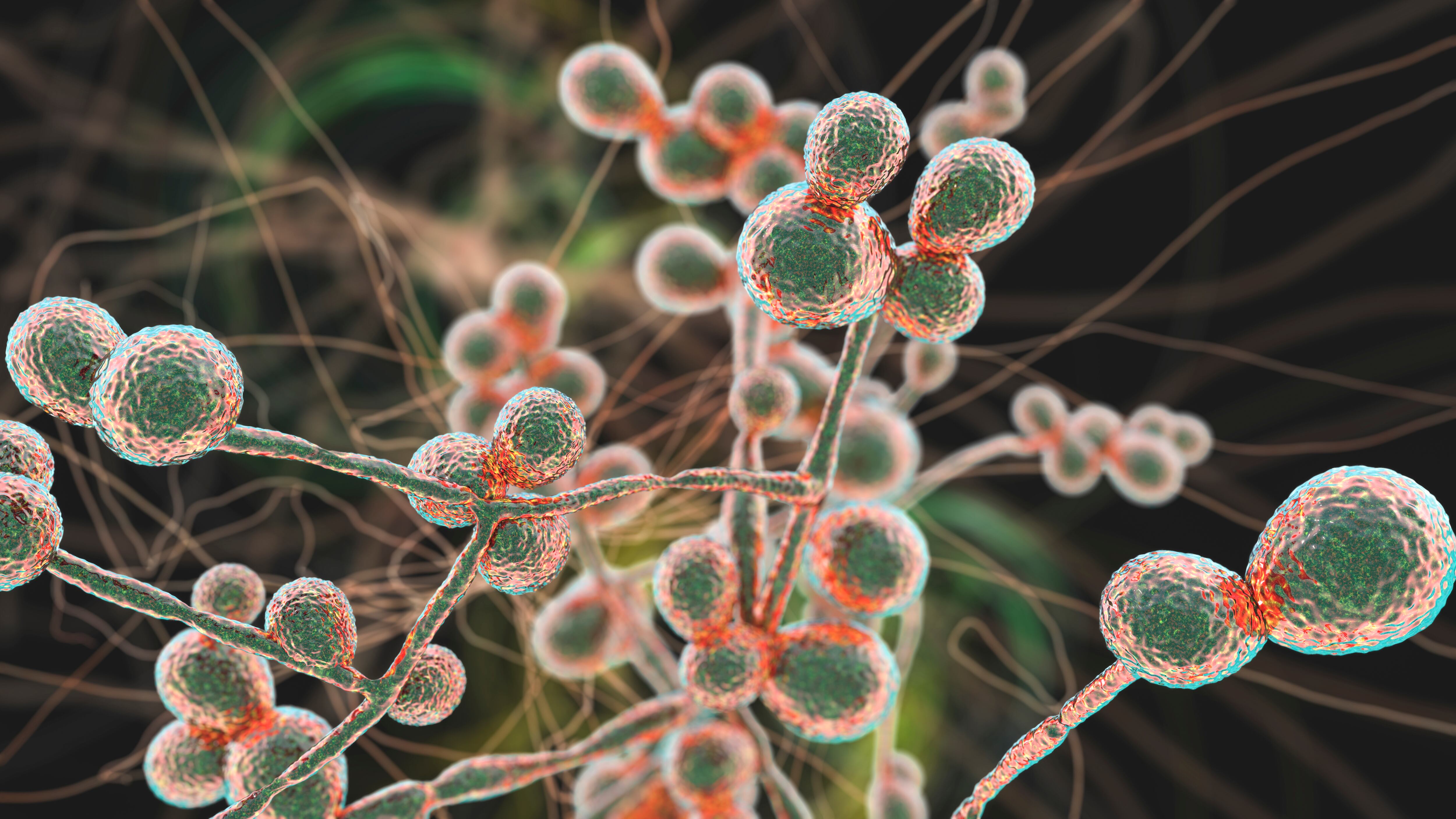 Candida auris