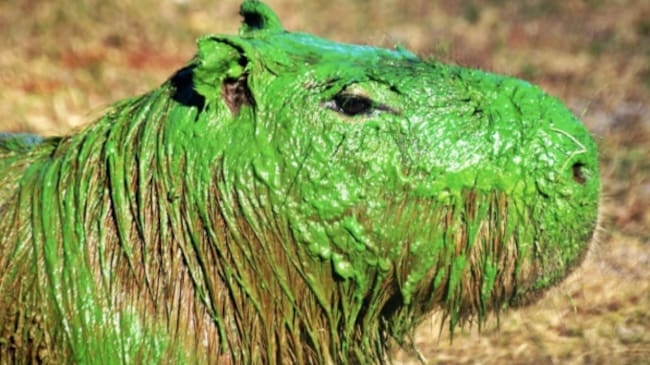 Capibaras