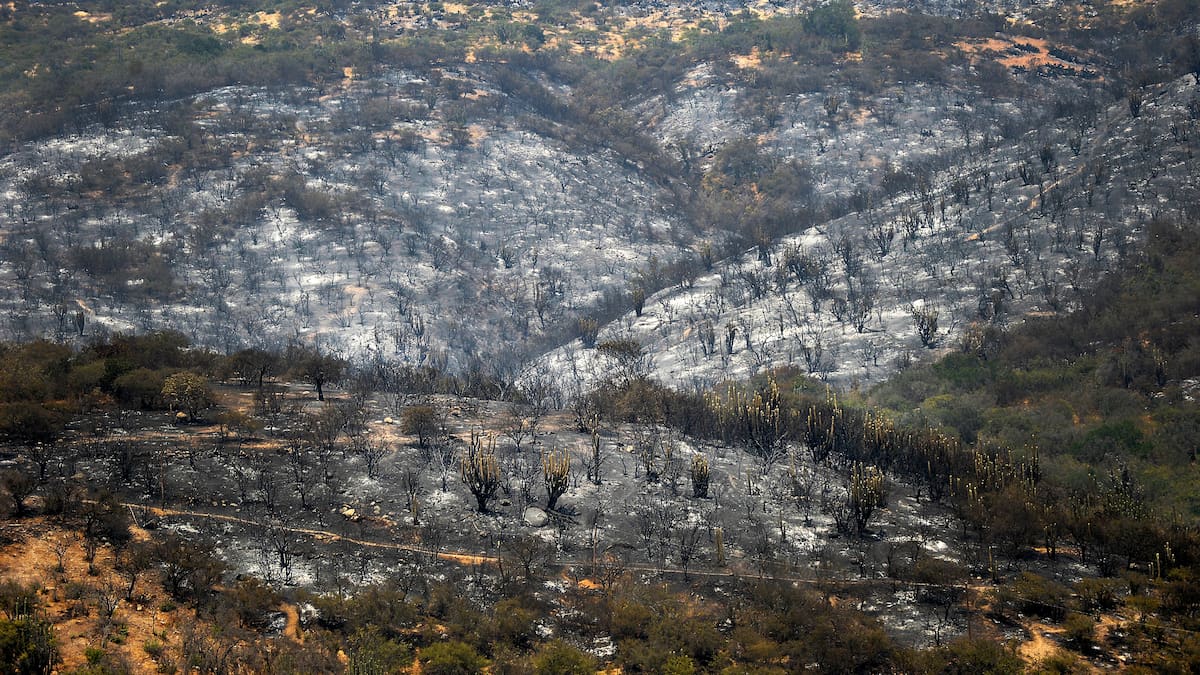 estudio muestra que vivir cerca de plantaciones forestales duplica el riesgo de incendios