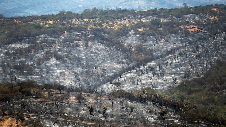 estudio muestra que vivir cerca de plantaciones forestales duplica el riesgo de incendios