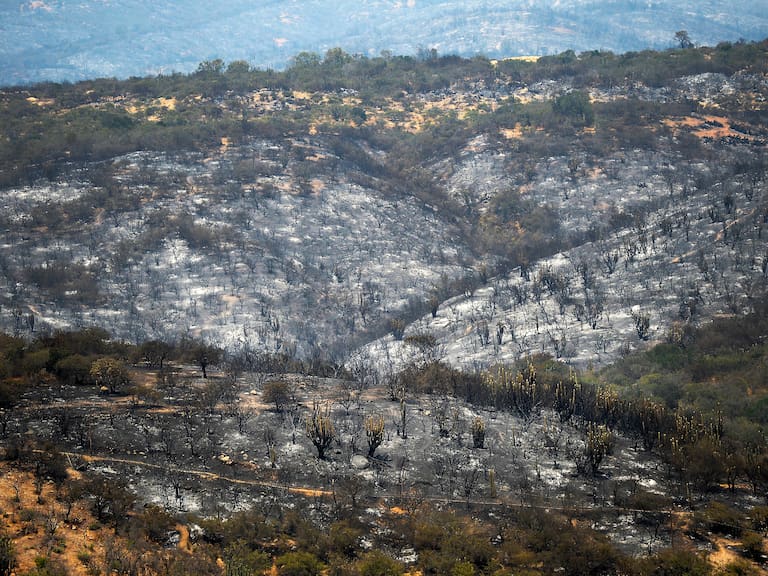 estudio muestra que vivir cerca de plantaciones forestales duplica el riesgo de incendios