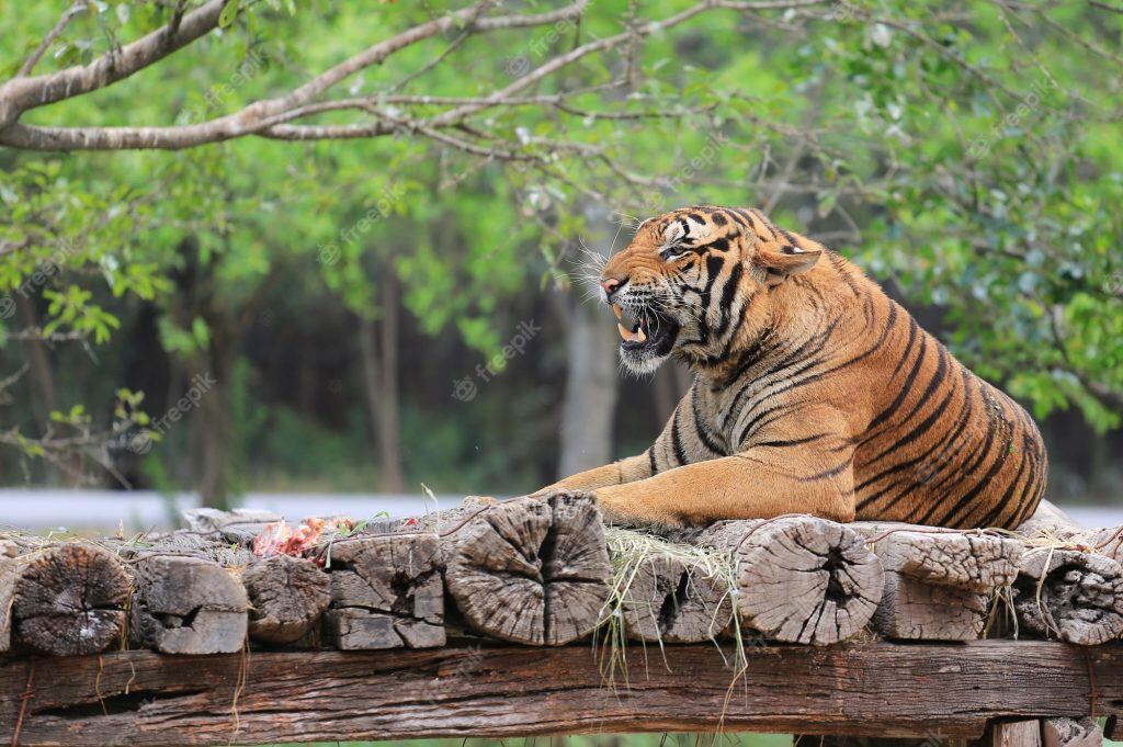 Tigre ataca a hombre en Los Ángeles