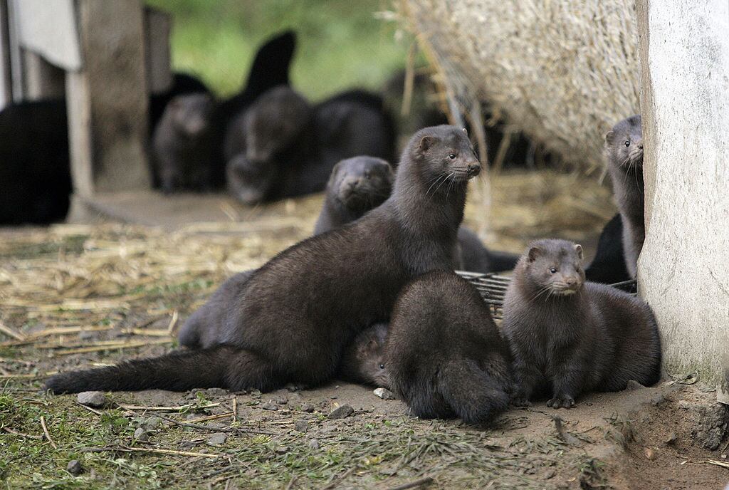 Un grupo de visones al interior de una granja de animales