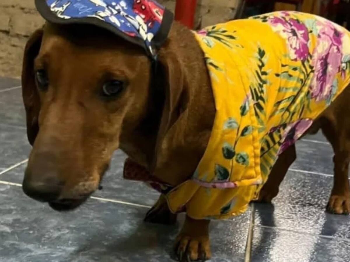 Salió caro: la increíble multa que recibió dueño de tierno perro salchicha por ladridos en la vía pública