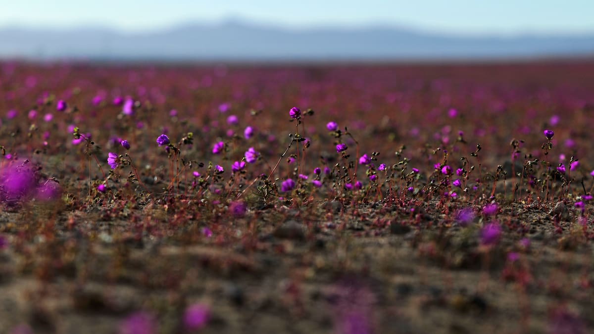Autoridades de Atacama promocionaron el Desierto Florido con varios errores geográficos: se olvidaron de ciudad clave