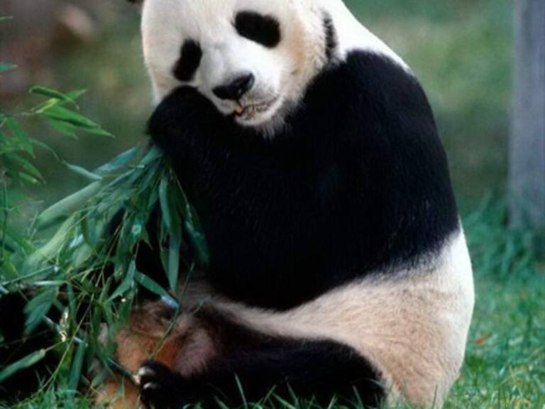 Molestia generó el video de una osa panda jugando con un cuchillo carnicero