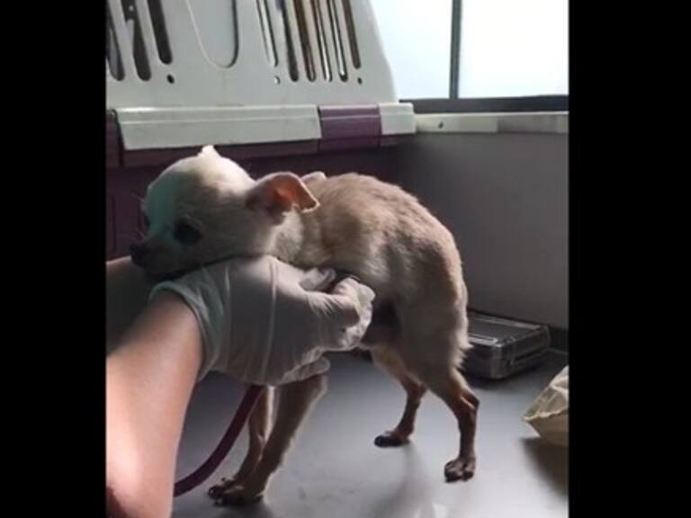 Hombre es detenido por tener a 80 animales hacinados en su vivienda en Providencia