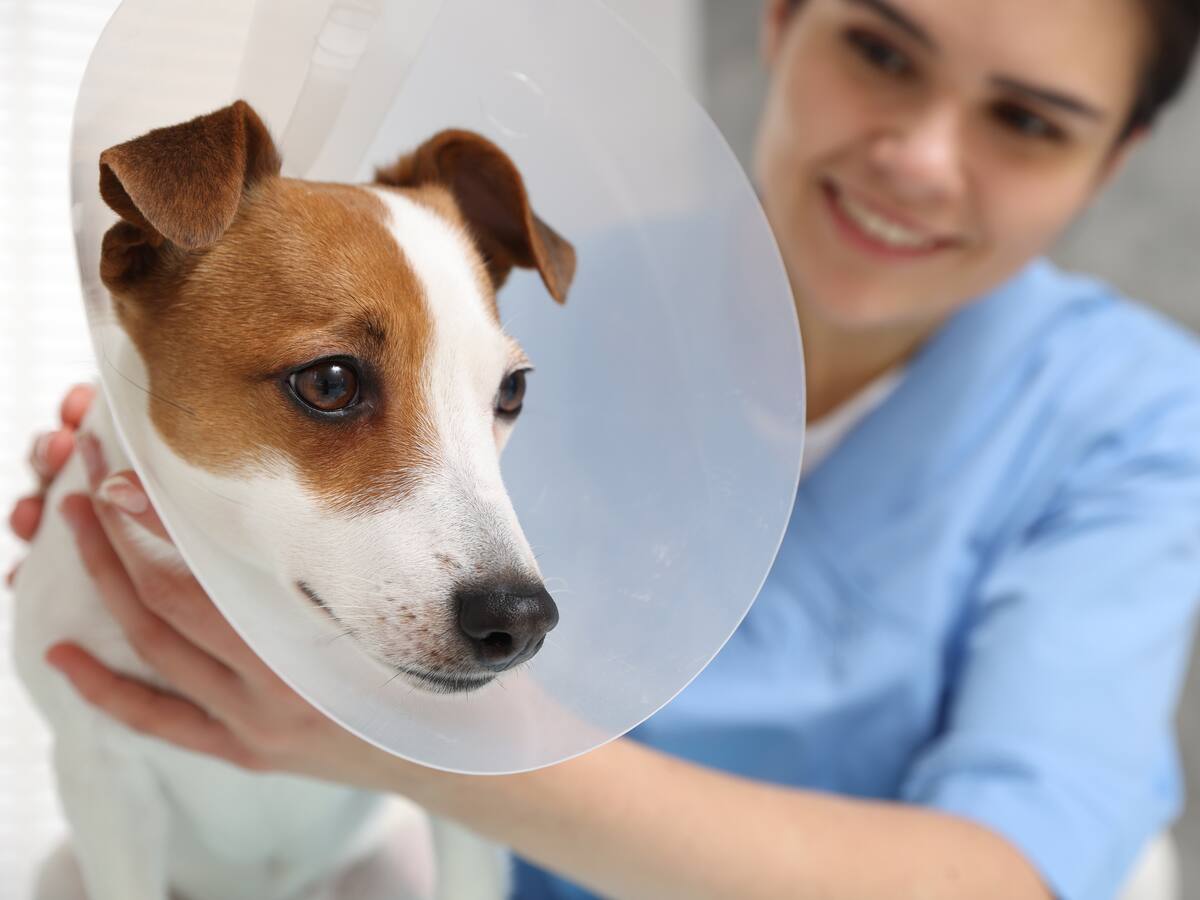 La primera de su tipo en el mundo: investigador chileno crea vacuna como alternativa a la castración de perros