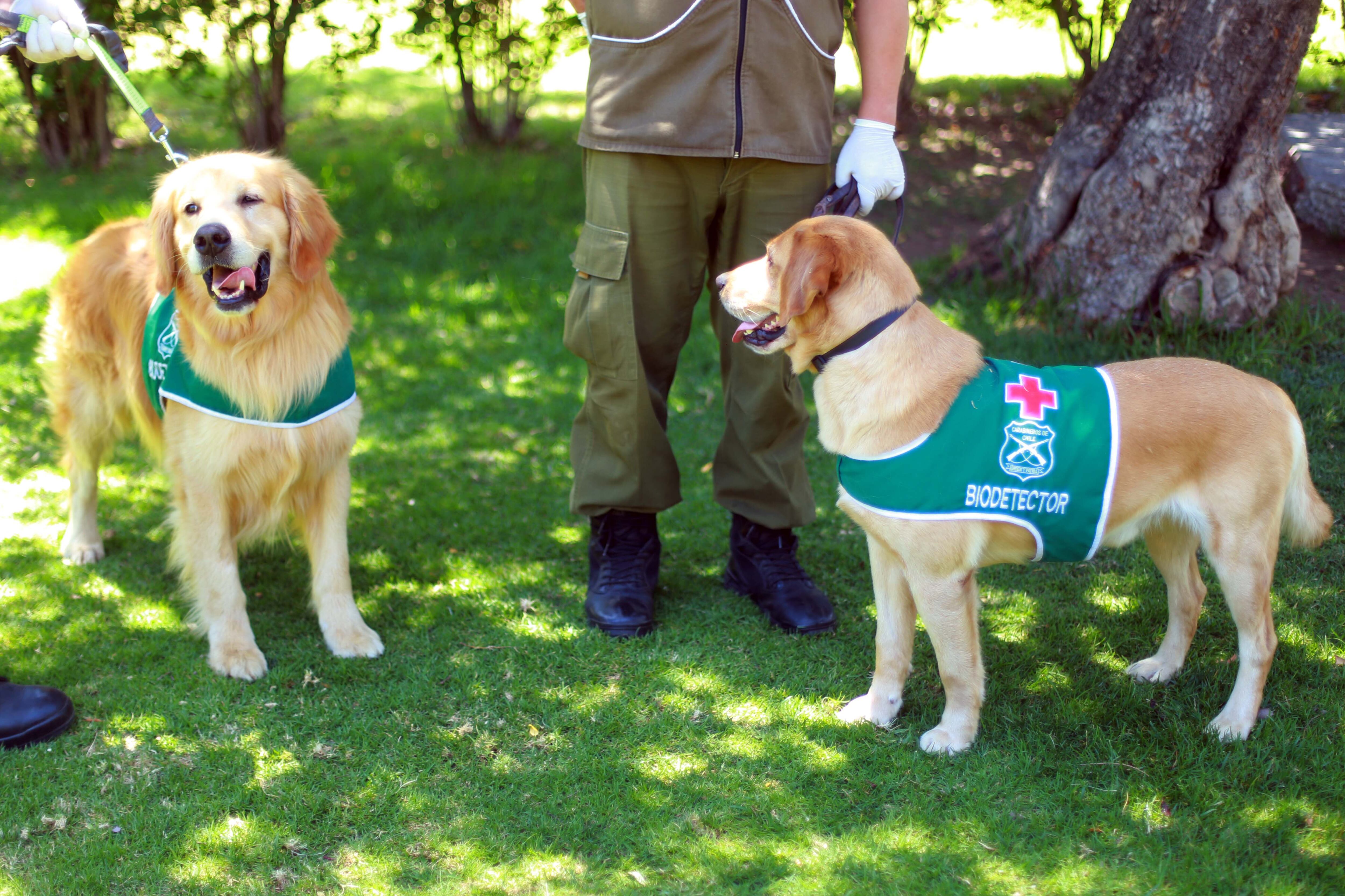 Perros biodetectores / Agencia Uno