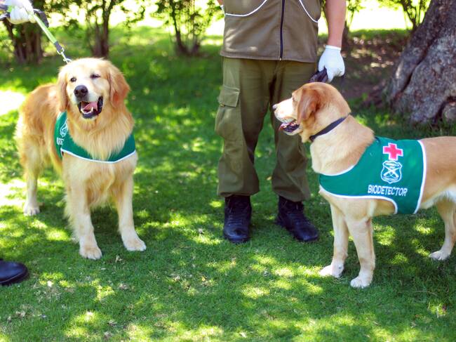 Perros biodetectores / Agencia Uno