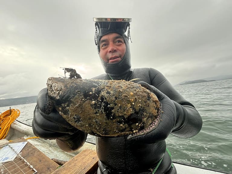 “Cuando lo vi, me llamó la atención”: hombre que halló choro gigante revela qué hizo con el impresionante molusco