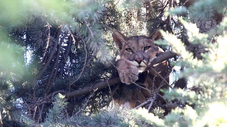 Puma suelto (Referencial)