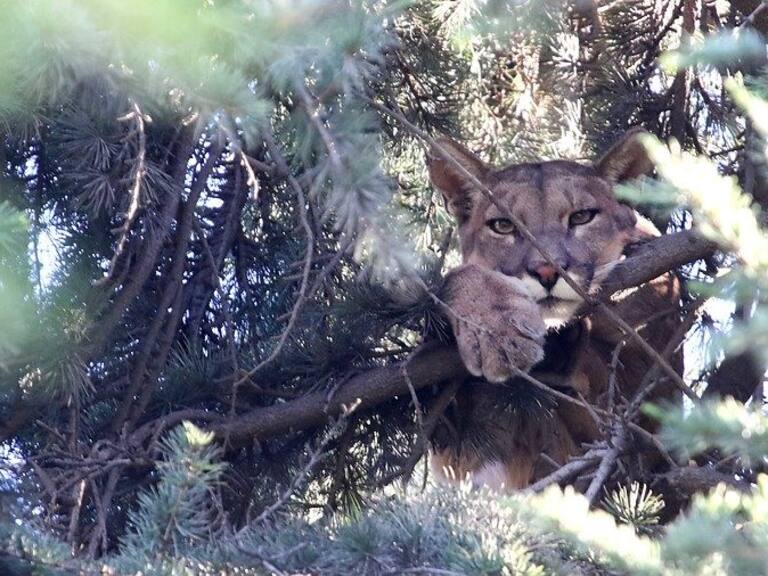 Puma suelto (Referencial)