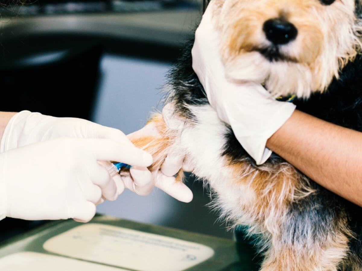 PDI detiene a dos falsos veterinarios en Talagante: caso de perro con septicemia fue clave para la investigación