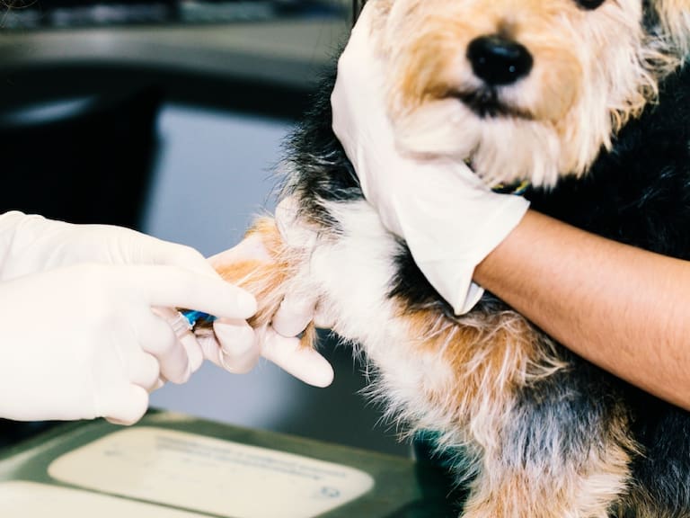 PDI detiene a dos falsos veterinarios en Talagante: caso de perro con septicemia fue clave para la investigación