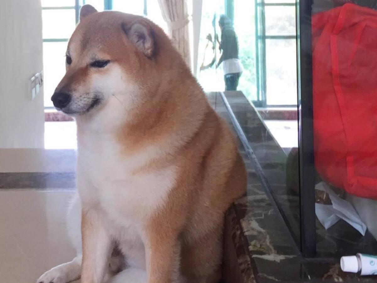Cheems, perrito de los memes, presentó mejoras en su estado de salud: «Está en condiciones normales»