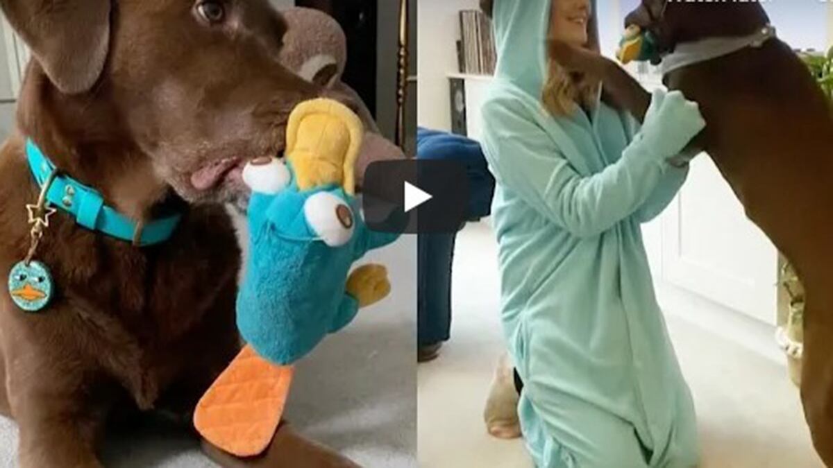 Perro viral en YouTube