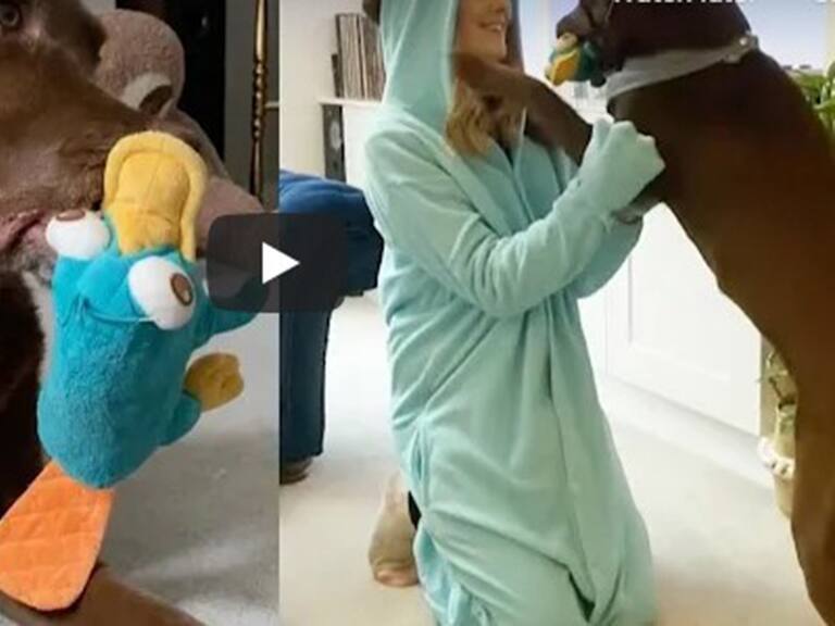 Perro viral en YouTube