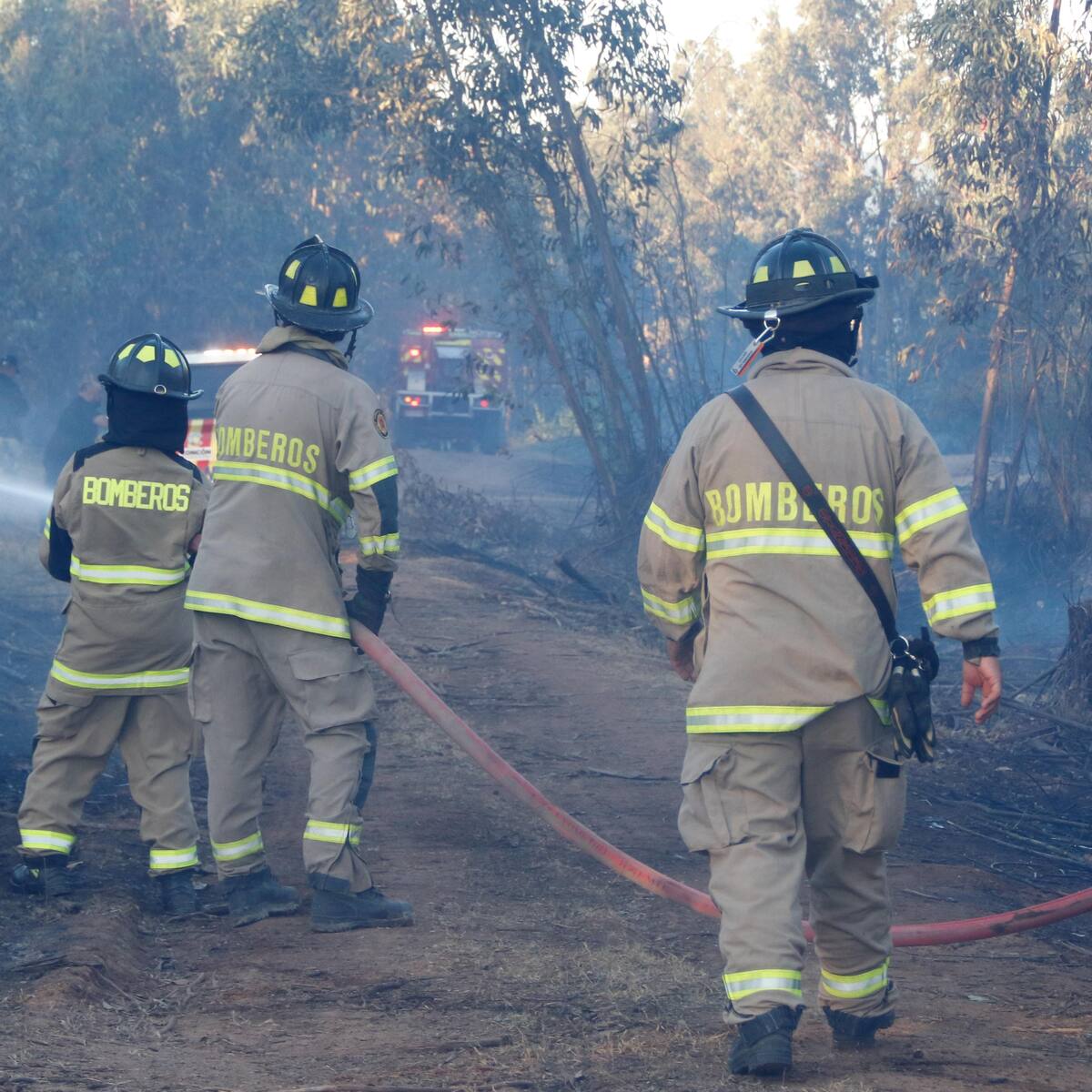 Alerta roja y solicitud de evacuación en Zapallar y La Ligua por incendio forestal