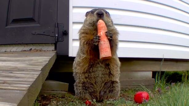 Chunk, la marmota