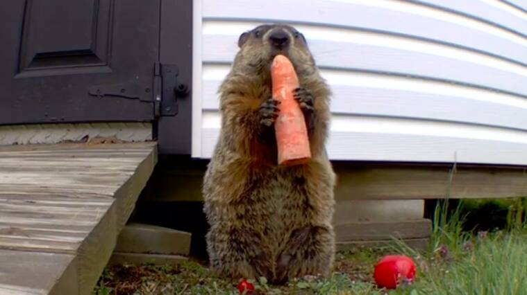 Chunk, la marmota