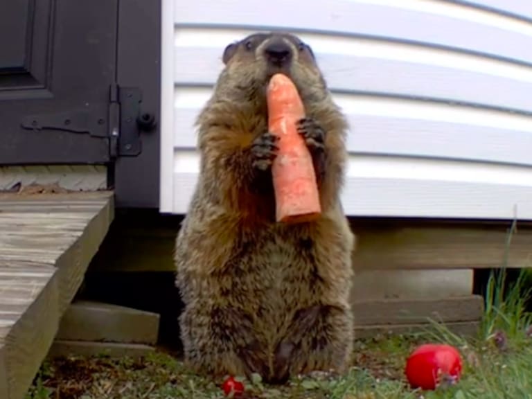 Un huerto propio: La solución de un jardinero ante la inesperada llegada de una familia de marmotas