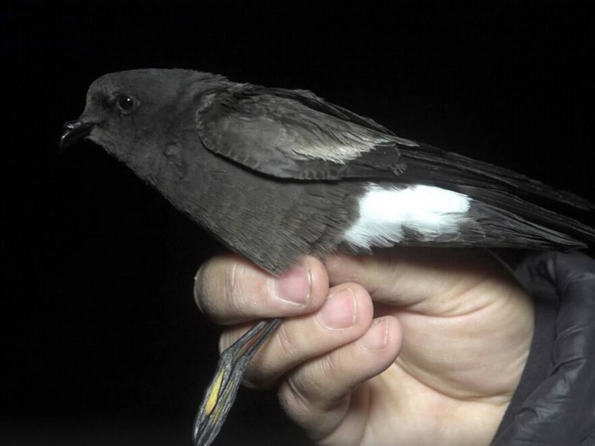 Descubren nueva especie de ave en Chile: ¿Cuál es y en dónde habita?