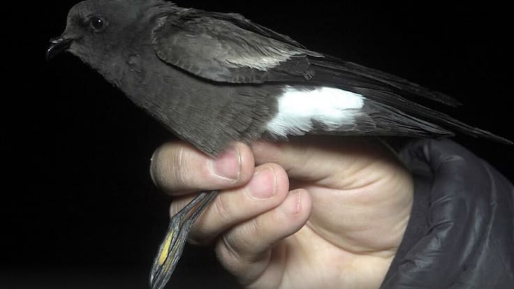 Descubren nueva especie de ave en Chile: ¿Cuál es y en dónde habita?