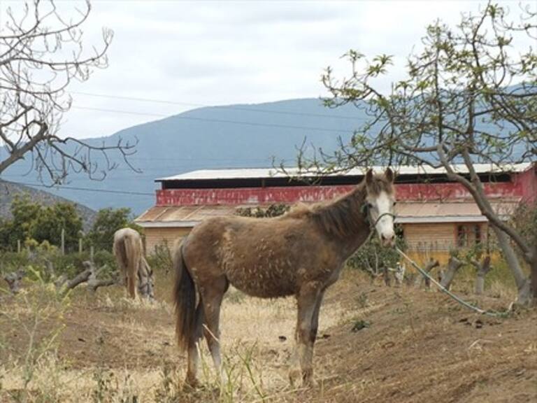 Caballo entró trotando a un Happyland en un mall en Coronel