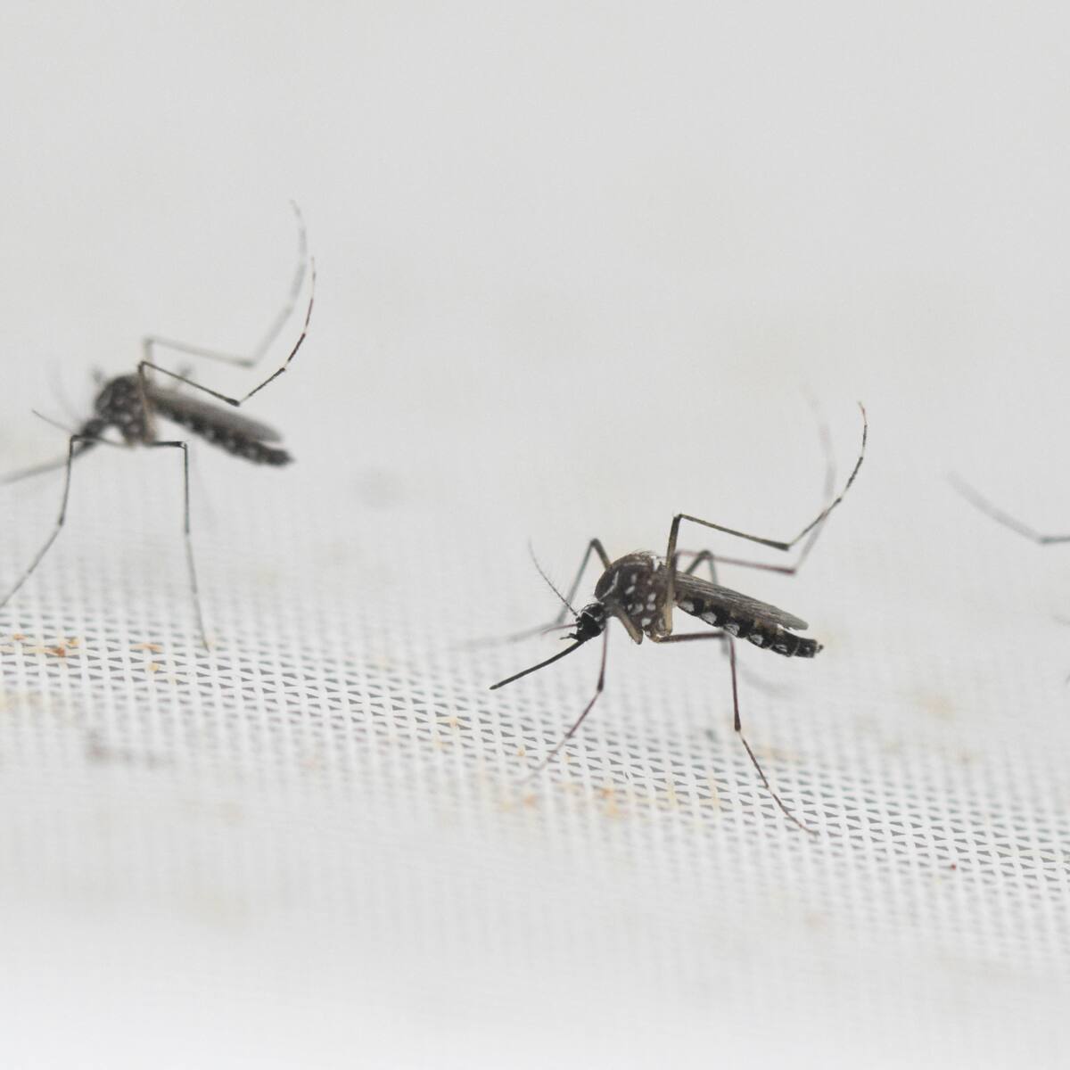 Invasión de zancudos en el Gran Concepción: vecinos denuncian plaga y masiva presencia en viviendas cercanas a humedales