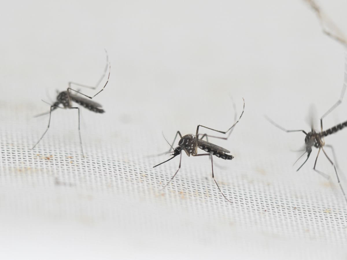Invasión de zancudos en el Gran Concepción: vecinos denuncian plaga y masiva presencia en viviendas cercanas a humedales