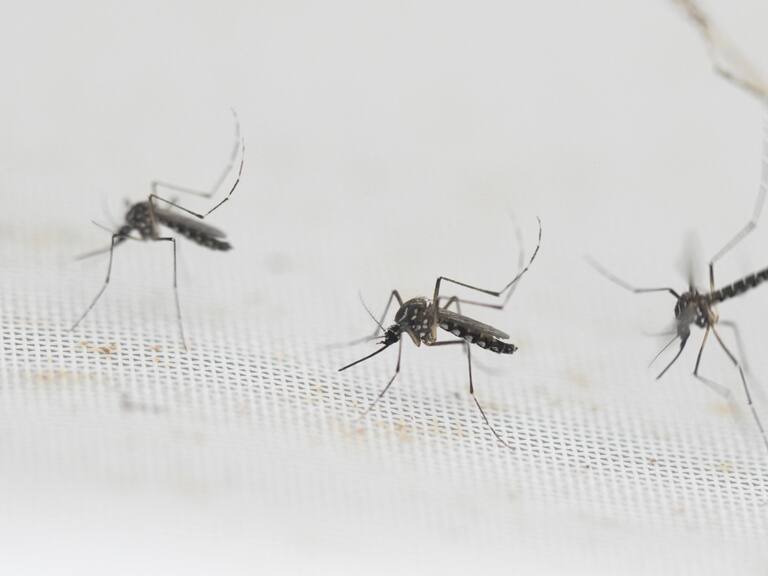 Confirman caso de dengue en la región del Maule: “Se trata de un caso importado”